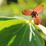 15年目に咲く花