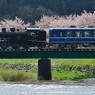 桜咲く八東川×C12