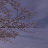 sakuraba