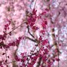 紅梅と枝垂れ桜の咲き競い-1