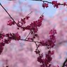 紅梅と枝垂れ桜の咲き競い-2