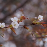山桜-2