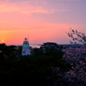 桜と夕日と六角灯台