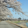 いつもの 桜風景