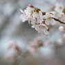 本栖湖に咲く桜