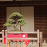 盆栽＠縮景園