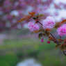 八重桜の咲く小路