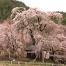 サクラ　桜　さくら－Ⅶ