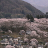 サクラ　桜　さくら－Ⅷ