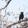 すずめ