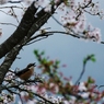 鳴く