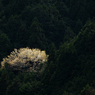 山桜