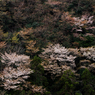 山桜　その2