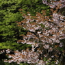 高尾の八重桜