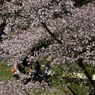 満開の下で