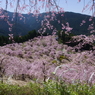 天空の桜源郷