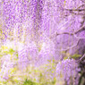 PURPLE RAIN