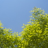 新緑には青空