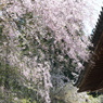 最後の山桜
