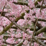 半木の道の紅枝垂れ桜