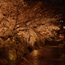 祇園白川の夜