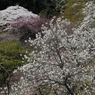 今花盛り