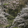 高尾の桜