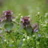 野の花と皆さまにありがとう