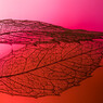 Red leaf