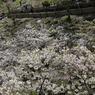 桜巡り