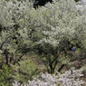 桜の園