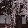 光禅寺の枝垂れ桜-1