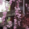 光禅寺の枝垂れ桜-3