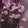 光禅寺の枝垂れ桜-4