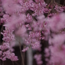 光禅寺の枝垂れ桜-5