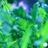 Art of morning dew Pt12