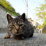 モフモフお口のニャン次郎さん