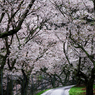 桜並木