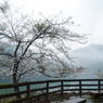 霧中の桜