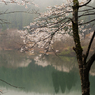 霧中の桜