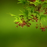 春を感じる楓の花
