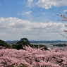 西行戻しの松公園の桜