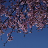 青空に桜色いろいろ-1