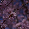 青空に桜色いろいろ-2