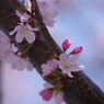 青空に桜色いろいろ-3