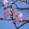 青空に桜色いろいろ-4
