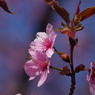 青空に桜色いろいろ-5