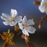 青空に桜色いろいろ-6