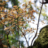千本鳥居・・・わき道の、葉桜