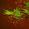 春を感じる楓の花②